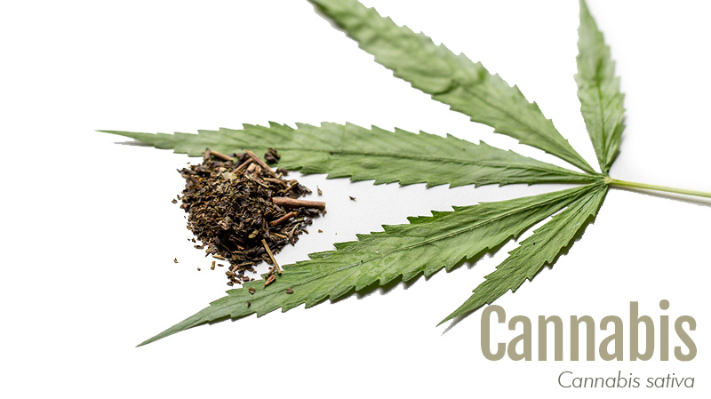 Cannabis leaf with label