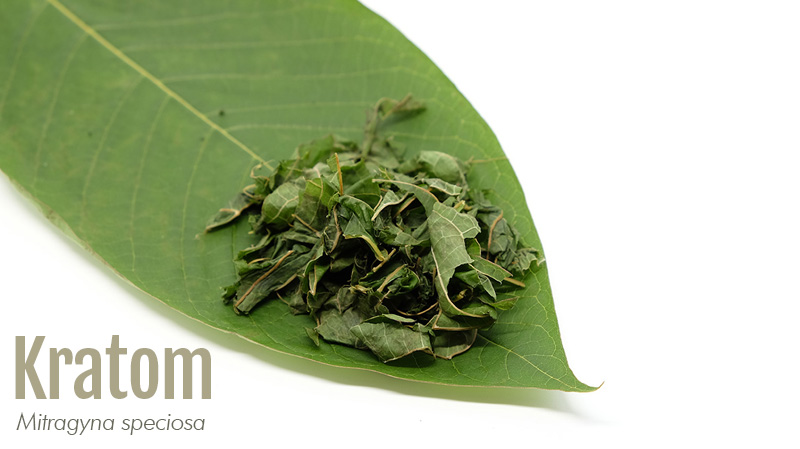 Kratom leaf with label