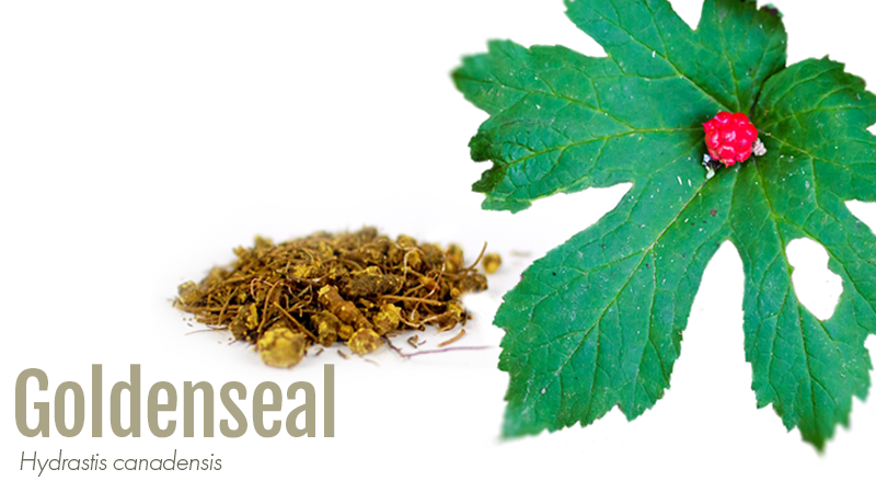 Goldenseal